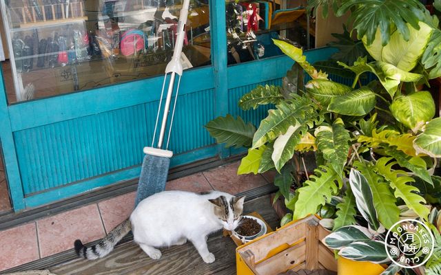 A cat eating out of a cat bowl in front of a window display of colourful canvas wallets